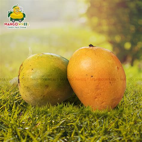 Buy Alfonso Online .